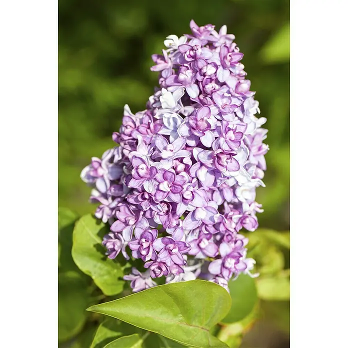 Sommerflieder - Buddleja davidii, Topfvolumen: 5 l - Detailaufnahme