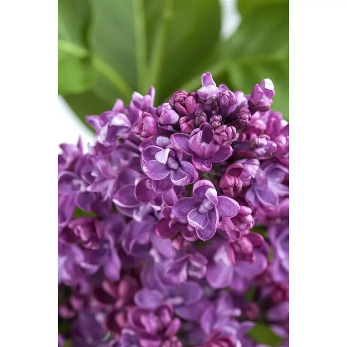 Piardino Flieder - Syringa vulgaris - Detailaufnahme