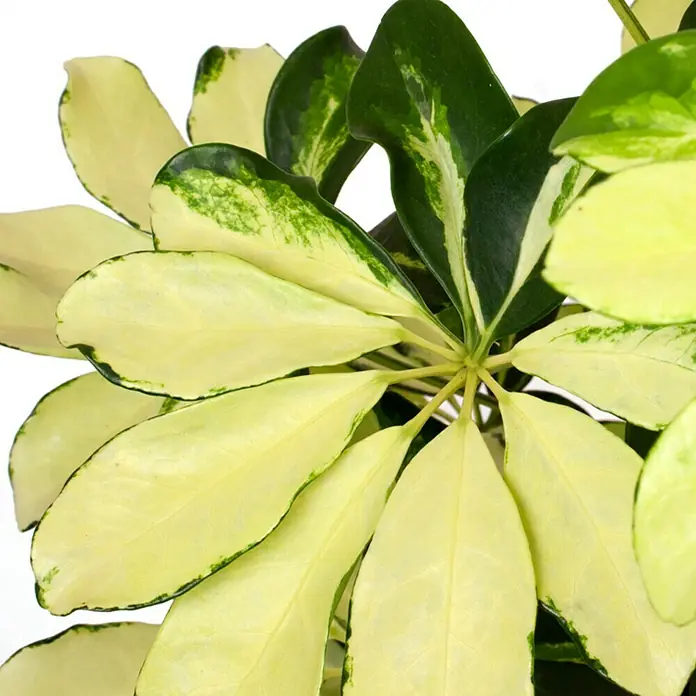 Piardino Cheflera - Schefflera arboricola Gerda, Tamaño de maceta: 13 cm, Color de la hoja: Amarillo/Verde