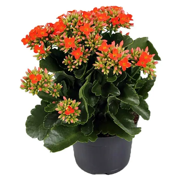 Piardino Flammendes Käthchen - Kalanchoe blossfeldiana, Topfgröße: 10,5 cm, Orange