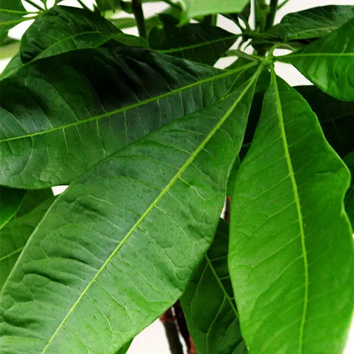 Piardino Glückskastanie - Pachira aquatica, Topfgröße: 12 cm, Das Laub ziert handförmig in einem satten glänzendem Grün