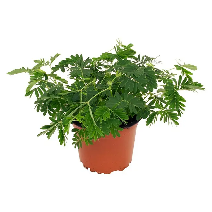 Piardino Mimose - Mimosa pudica, Topfgröße: 9 cm, Blütenfarbe: Rosa - Vorderansicht