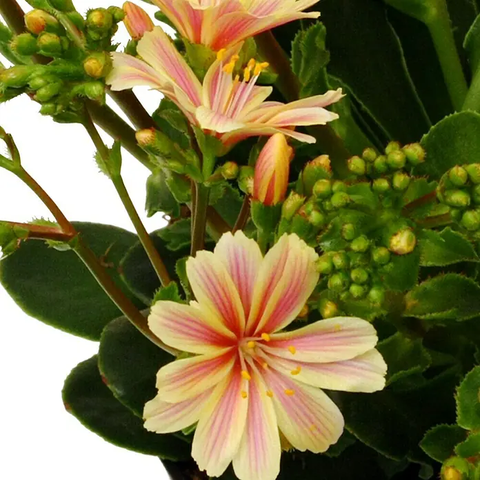 Piardino Gewöhnliche Bitterwurz - Lewisia cotyledon, Topfgröße: 13 cm, Sortenabhängig - Detailaufnahme