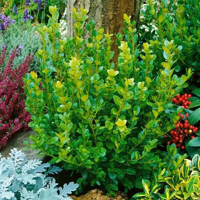 Piardino Buchsbaum - Buxus sempervirens - Stimmungsaufnahme