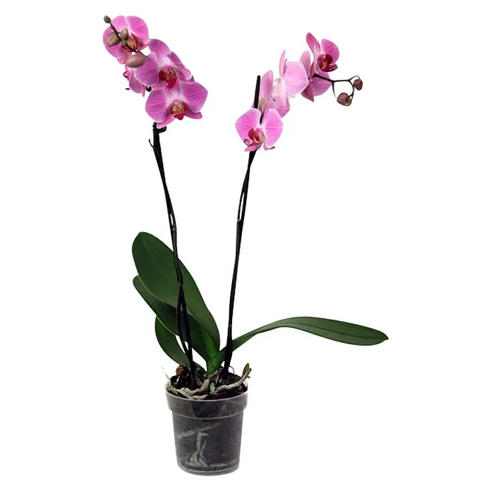Piardino Orquídea mariposa - Phalaenopsis Hybride, Tamaño de maceta: 12 cm, Dependiendo de la variedad, Número de brotes: 2 ud., En posición vertical - Vista frontal