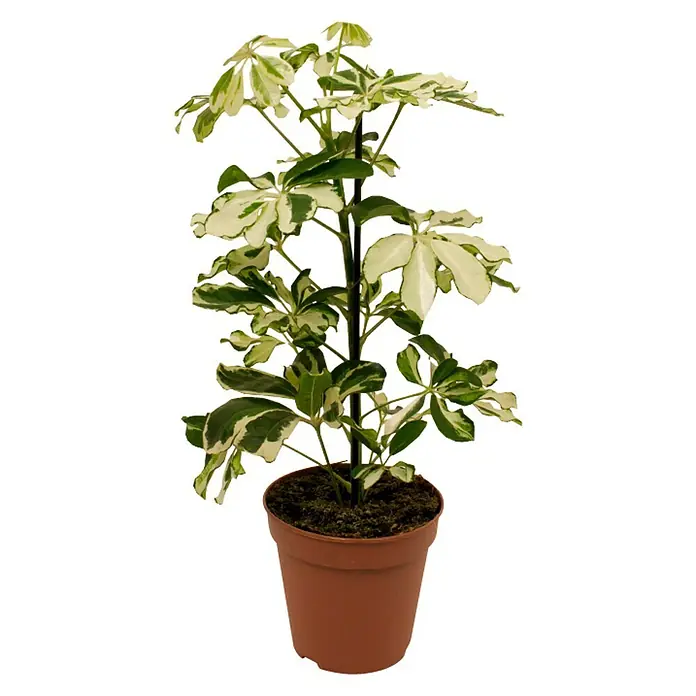 Piardino Cheflera - Schefflera arboricola Charlotte, Tamaño de maceta: 13 cm, Verde/Blanco - Vista frontal