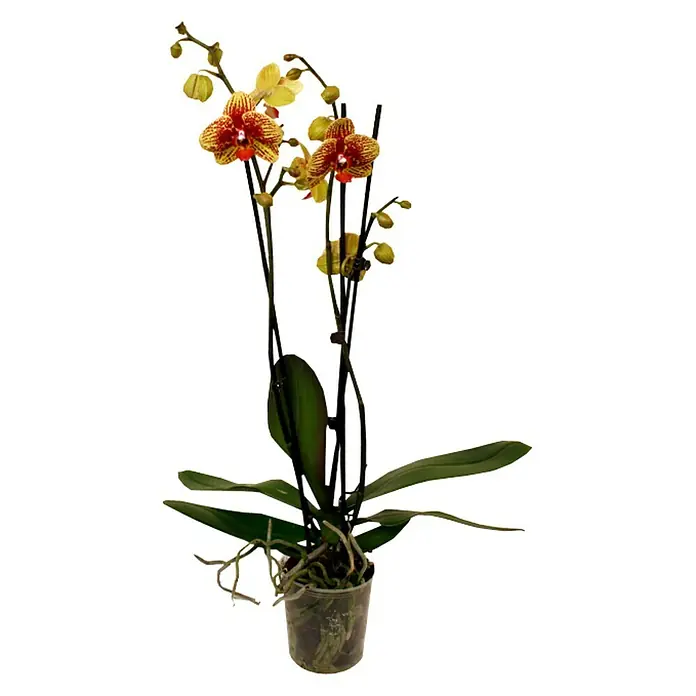 Piardino Schmetterlingsorchidee - Phalaenopsis Hybride Beesting, Topfgröße: 12 cm, Zweifarbig, Anzahl Triebe: 2 Stk., Aufrecht - Vorderansicht