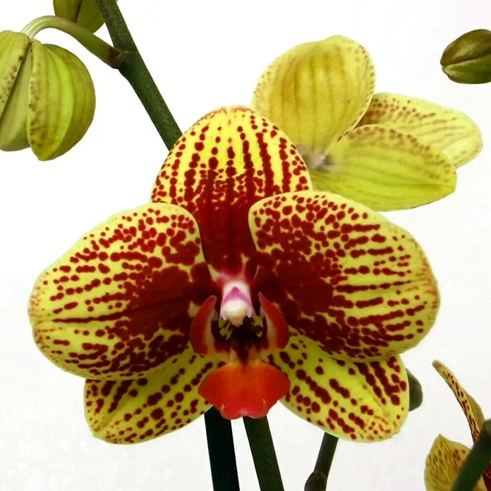 Piardino Schmetterlingsorchidee - Phalaenopsis Hybride Beesting, Topfgröße: 12 cm, Zweifarbig, Anzahl Triebe: 2 Stk., Aufrecht - Detailaufnahme