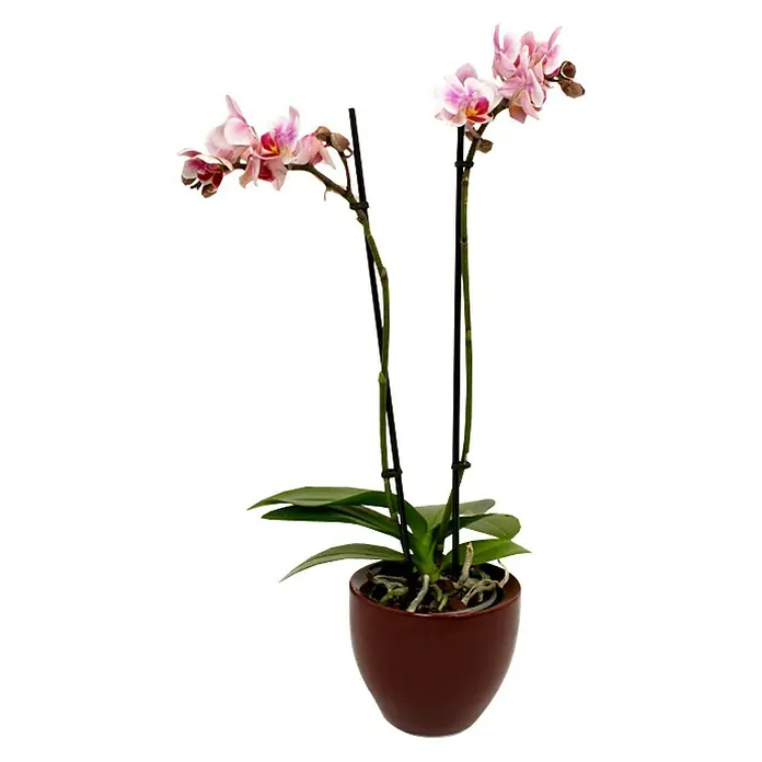 Piardino Schmetterlingsorchidee - Phalaenopsis Hybride, Topfgröße: 11 cm, Sortenabhängig, Anzahl Triebe: 2 Stk., Aufrecht - Vorderansicht