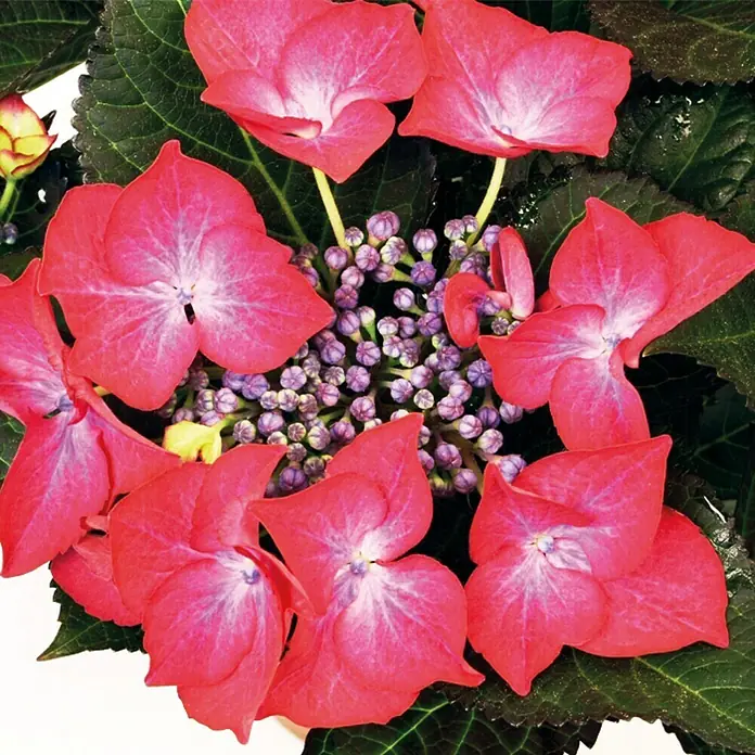 Piardino Bauernhortensie - Hydrangea macrophylla, Topfgröße: 10 cm, Rot - Detailaufnahme