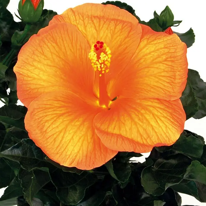 Piardino Garteneibisch - Hibiscus sinensis, Topfgröße: 13 cm, Orange - Detailaufnahme