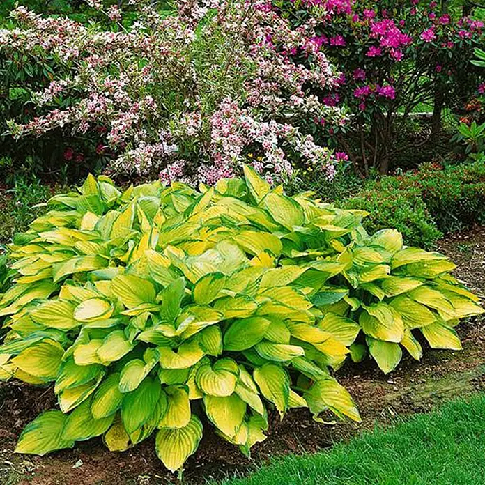 Piardino Funkie - Hosta, Topfgröße: 17 cm, Sortenabhängig - Stimmungsaufnahme