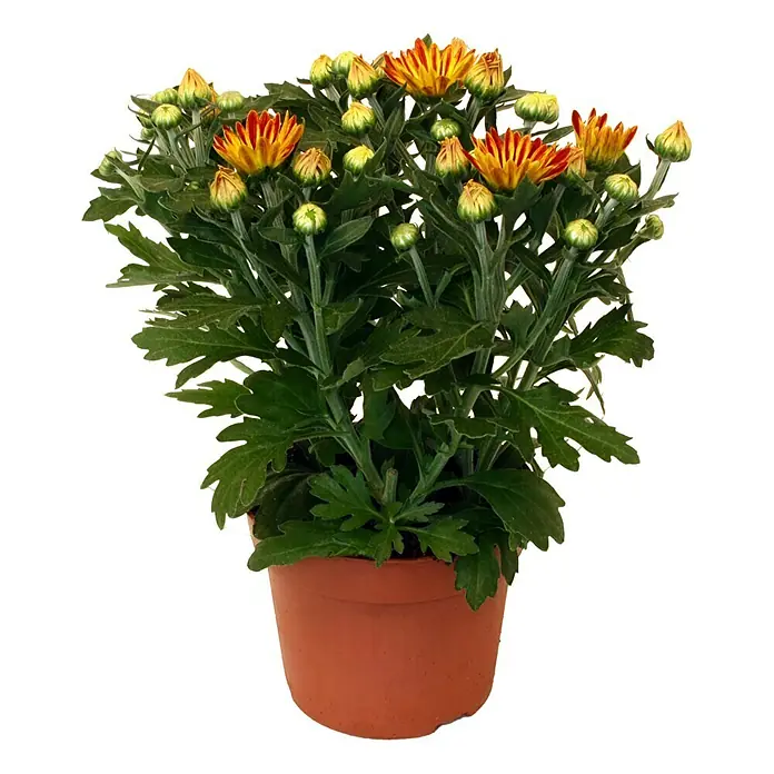 Piardino Herbst-Chrysantheme - Dendranthema Hybride Robinho Red, Topfgröße: 12 cm, Rot - Vorderansicht
