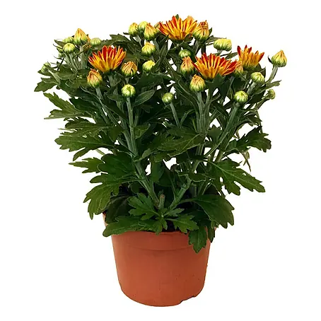 Piardino  Herbst-Chrysantheme