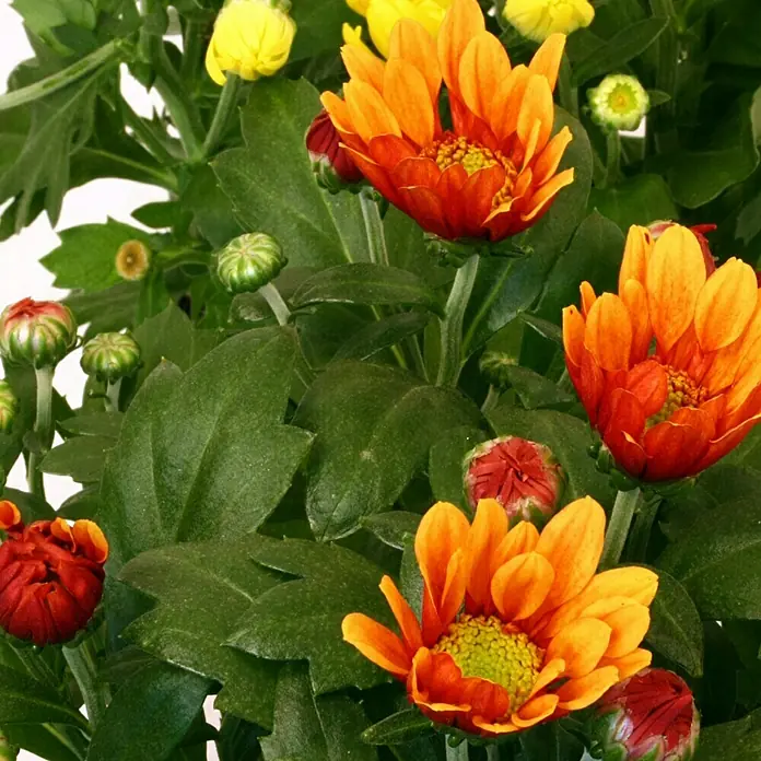 Piardino Herbst-Chrysantheme - Chrysanthemum indicum Spider, Topfgröße: 12 cm, Sortenabhängig - Detailaufnahme