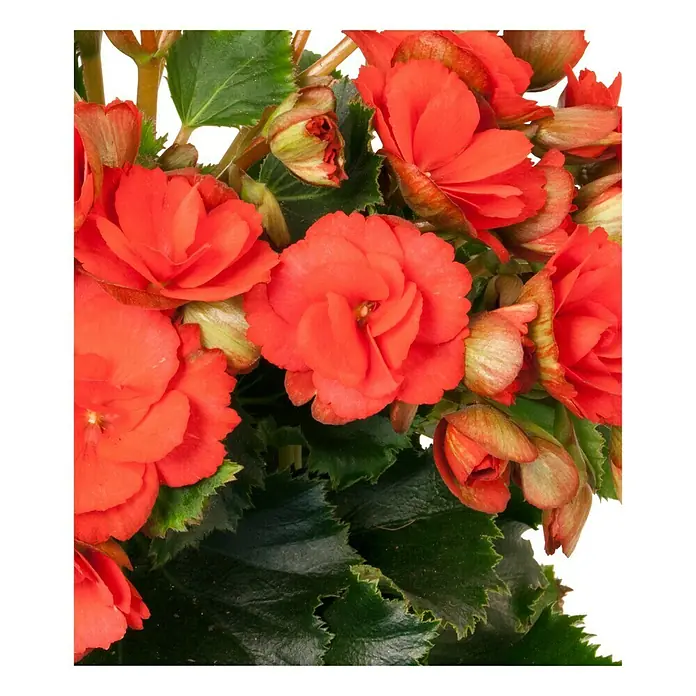 Piardino Begonie - Begonia elatior Baladin, Topfgröße: 14 cm, Rot - Detailaufnahme