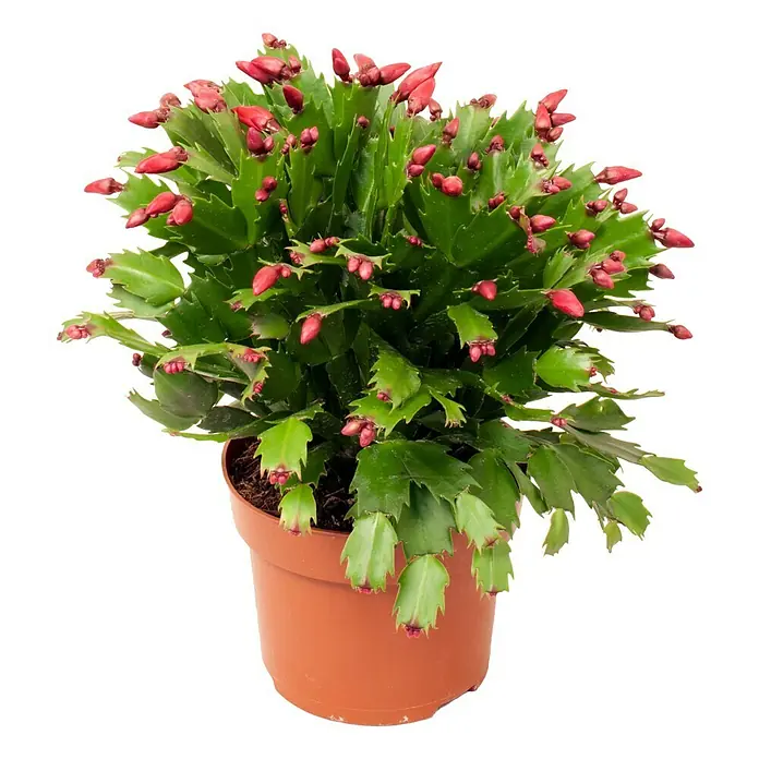 Piardino Weihnachtskaktus - Schlumbergera bridgesii, Topfgröße: 12 cm, Rot - Vorderansicht