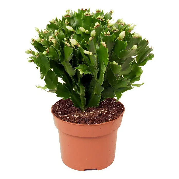 Piardino Weihnachtskaktus - Schlumbergera bridgesii, Topfgröße: 12 cm, Weiß - Vorderansicht