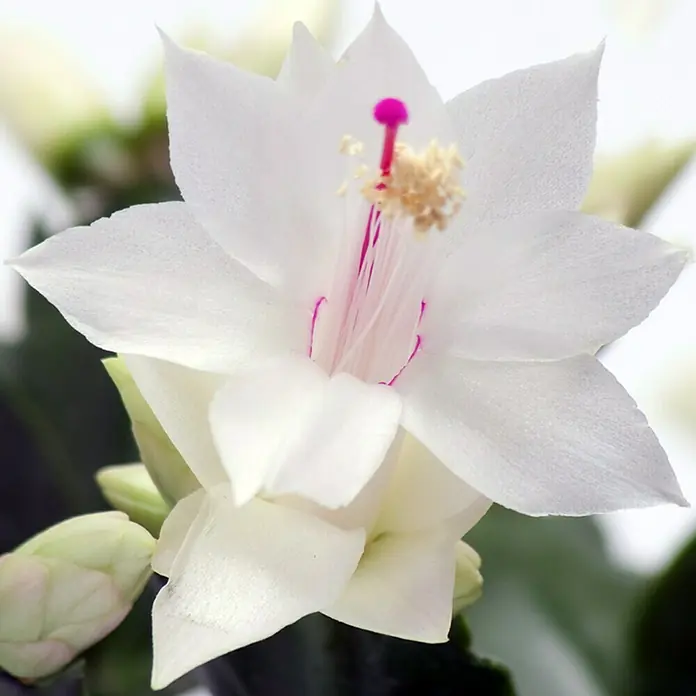 Piardino Weihnachtskaktus - Schlumbergera bridgesii, Topfgröße: 12 cm, Weiß - Detailaufnahme