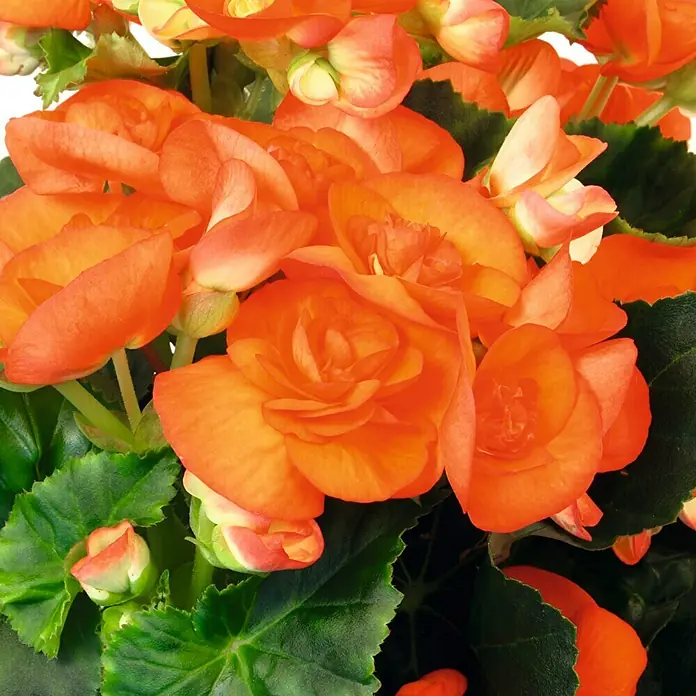Piardino Begonie - Begonia elatior, Topfgröße: 14 cm, Orange - Detailaufnahme