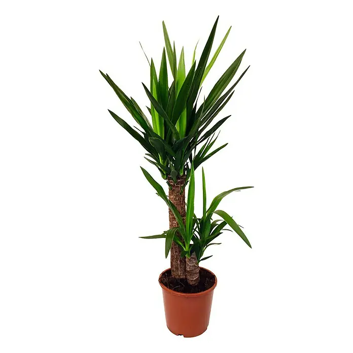Piardino Palmlilie - Yucca elephantipes, Topfgröße: 17 cm - Vorderansicht