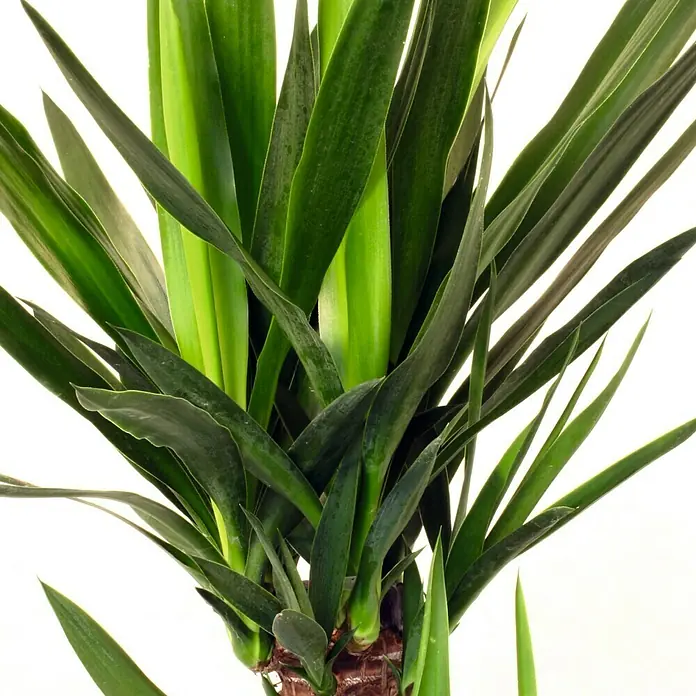 Piardino Palmlilie - Yucca elephantipes, Topfgröße: 17 cm - Detailaufnahme