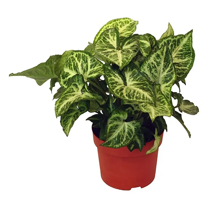 Piardino Singonio - Syngonium podophyllum, Tamaño de maceta: 12 cm - Vista frontal