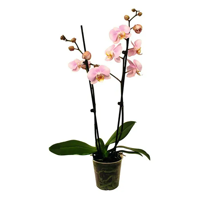 Piardino Orquídea mariposa - Phalaenopsis Hybride, Tamaño de maceta: 12 cm, Rosa, Número de brotes: 2 ud., En posición vertical - Vista frontal