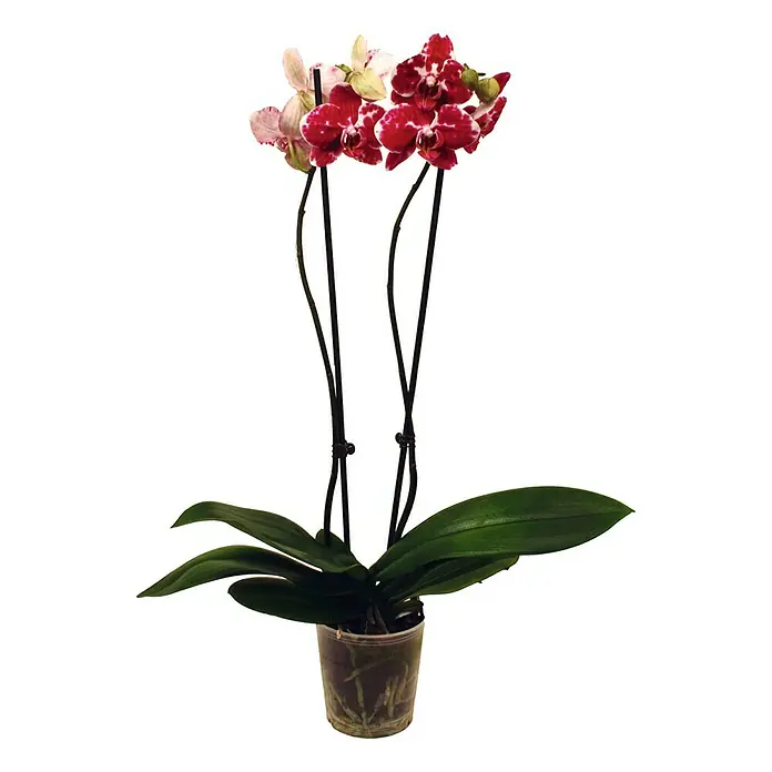 Piardino Schmetterlingsorchidee - Phalaenopsis Hybride Phantom, Topfgröße: 12 cm, Rot/Weiß, Anzahl Triebe: 2 Stk., Aufrecht - Vorderansicht