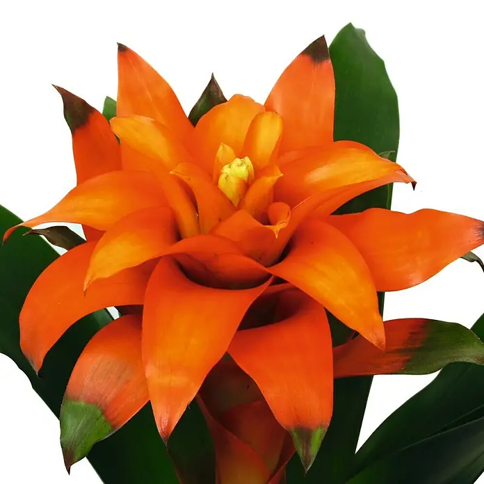Piardino Bromelia - Guzmania Hybriden, Tamaño de maceta: 12 cm, Naranja - Primer plano