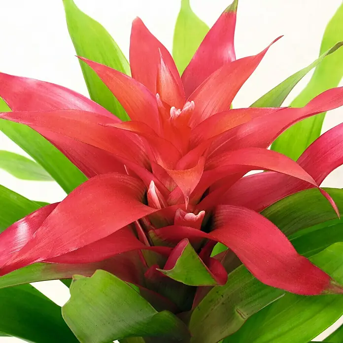 Piardino Bromelia - Guzmania Hybriden, Tamaño de maceta: 12 cm, Lila - Primer plano