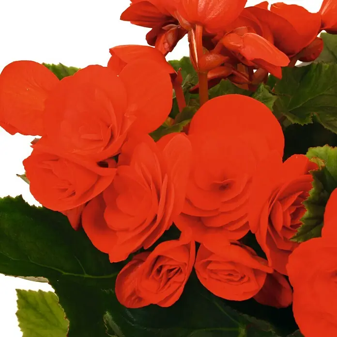Piardino Begonie - Begonia elatior, Topfgröße: 14 cm, Rot - Detailaufnahme