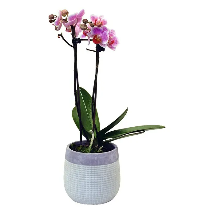 Piardino Schmetterlingsorchidee - Phalaenopsis Hybride, Topfgröße: 12 cm, Sortenabhängig, Anzahl Triebe: 2 Stk., Aufrecht - Vorderansicht