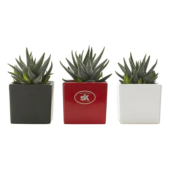 SK Übertopf eckig Latina - Außenmaß (L x B x H): 21 x 21 x 21 cm, Keramik, Anthrazit, Matt - Stimmungsaufnahme