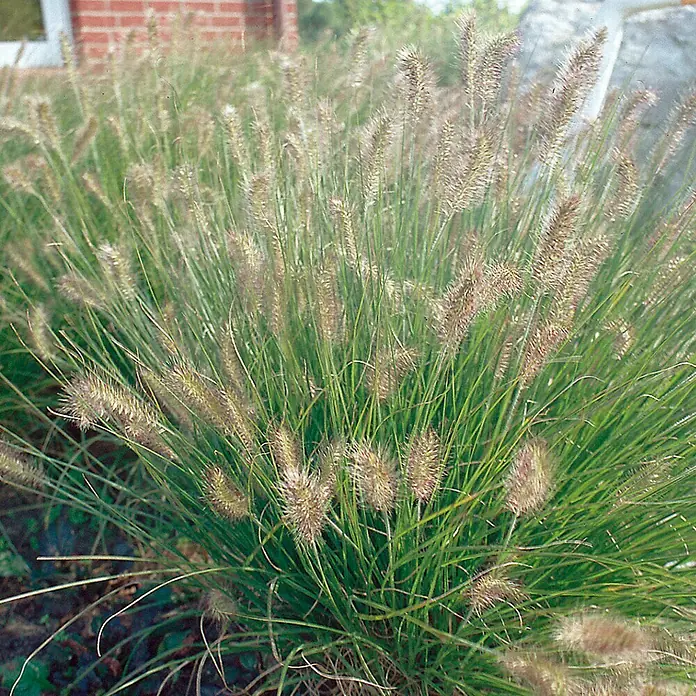 Piardino Federborstengras - Pennisetum compressum Hameln, Topfvolumen: 4 l, Grün