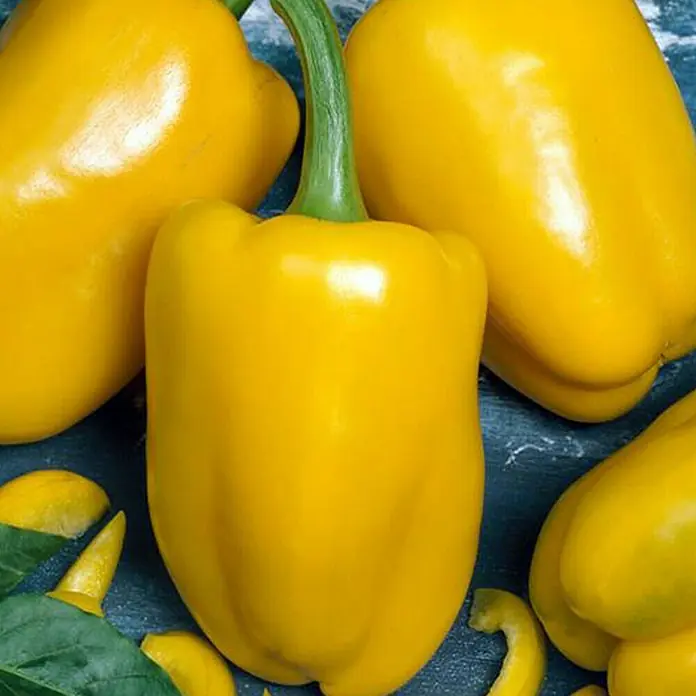 Piardino Paprika - Capsicum annuum, 9 cm, Erntezeit: August - Oktober, Farbe Frucht: Gelb - Detailaufnahme