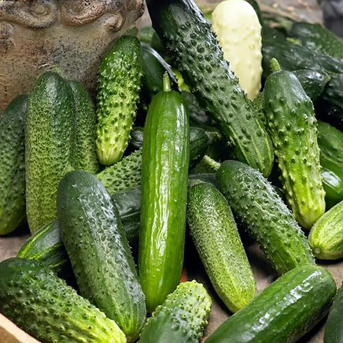 Piardino Schlangengurke - Cucumis sativus Gambit F1, 12 cm, Erntezeit: August - Oktober - Stimmungsaufnahme