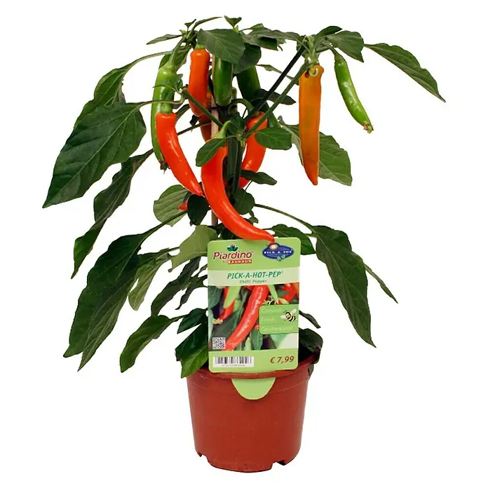 Piardino Peperoni - Capsicum peperomia, 14 cm - Vorderansicht