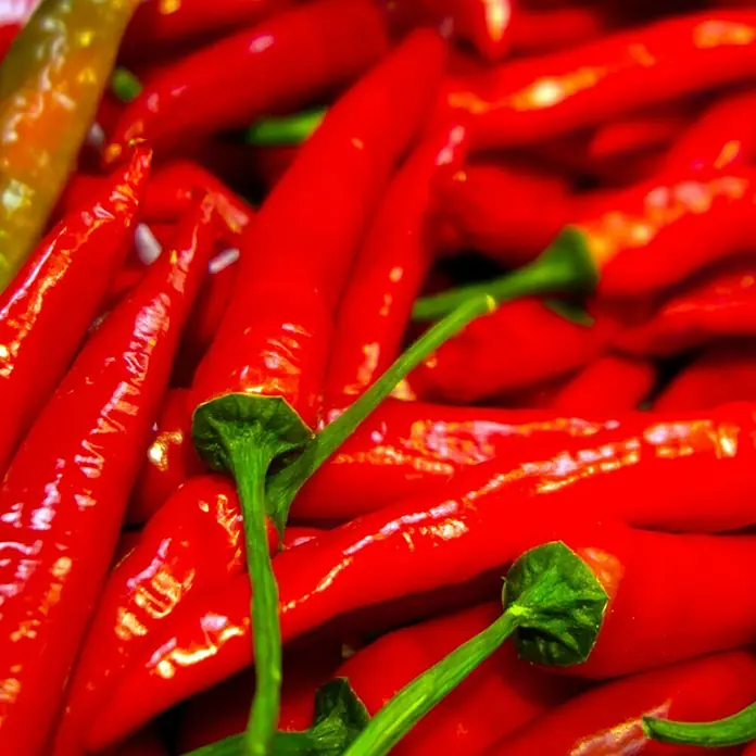 Piardino Peperoni - Capsicum peperomia, 14 cm - Detailaufnahme