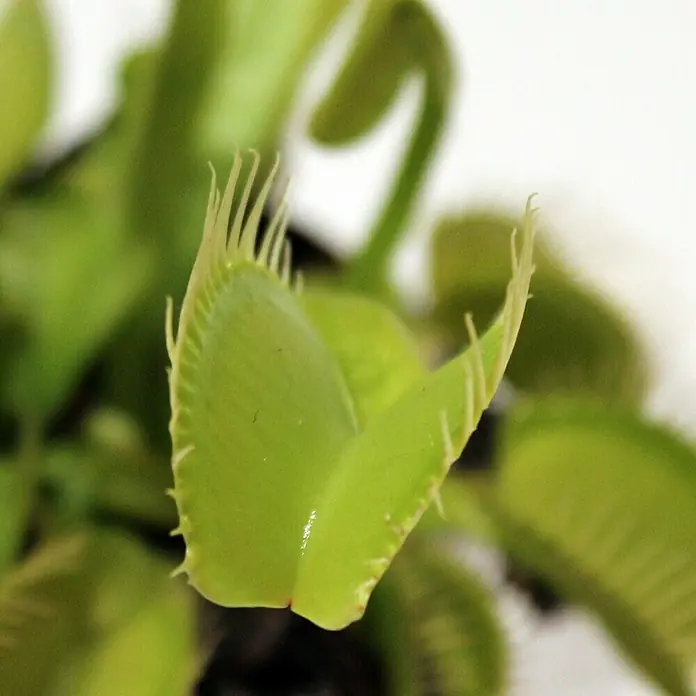 Piardino Venusfliegenfalle - Dionaea muscipula, Topfgröße: 9 cm - Detailaufnahme