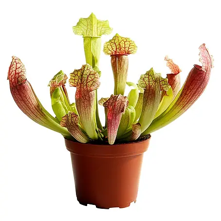 Piardino  Schlauchpflanze