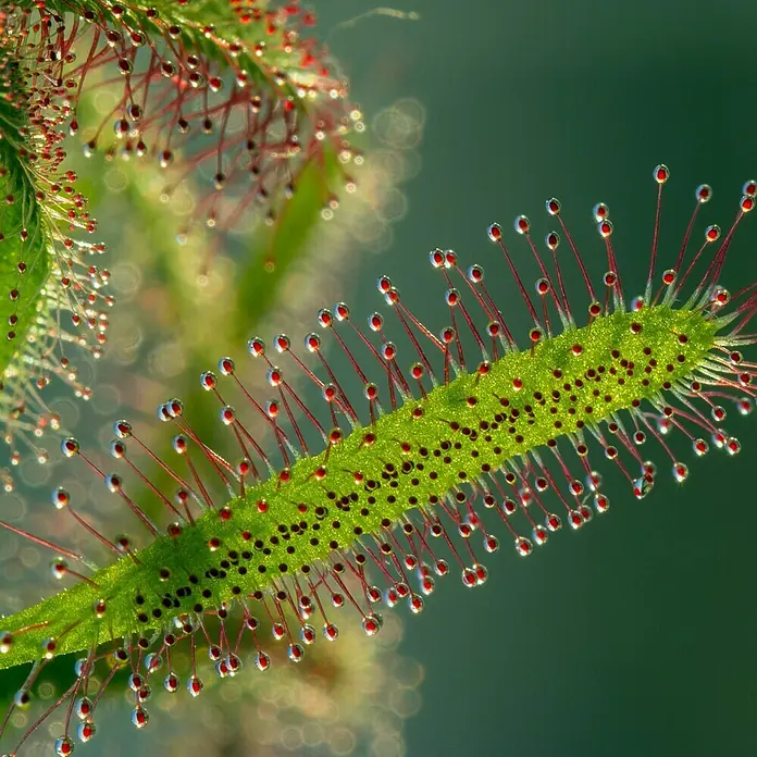 Piardino Sonnentau - Drosera binata, Topfgröße: 9 cm - Detailaufnahme