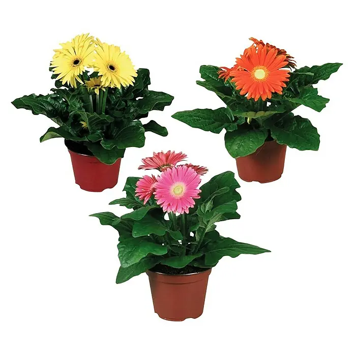 Piardino Gerbera - Gerbera jamesonii, Topfgröße: 12 cm, Blütenfarbe: Sortenabhängig - Vorderansicht