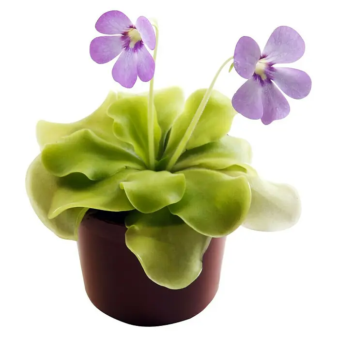 Piardino Gewöhnliches Fettkraut - Pinguicula agnata, Topfgröße: 9 cm - Vorderansicht