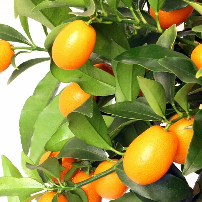 Piardino Zitronenbaum - Citrus, Topfgröße: 20 cm - Detailaufnahme