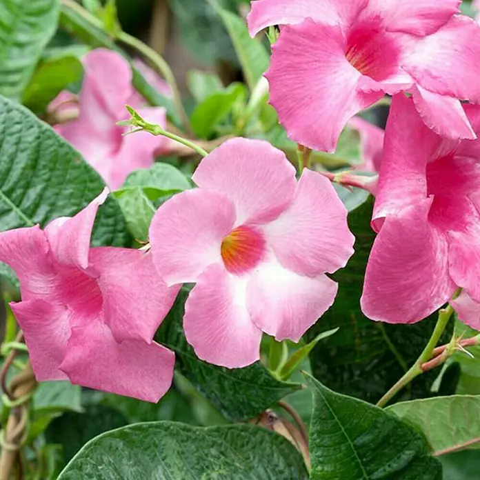 Piardino Trichterblüte - Dipladenia sanderi, Topfgröße: 11 cm, Sortenabhängig - Detailaufnahme