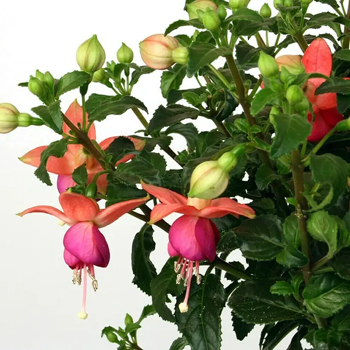 Piardino Fucsia - Fuchsia Hybride, Tamaño de maceta: 19 cm - Primer plano