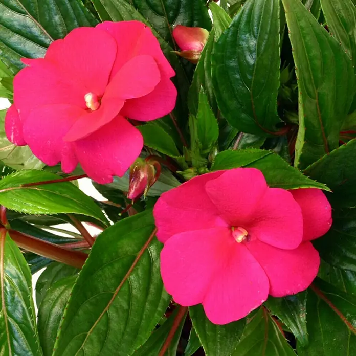 Piardino Edellieschen - Impatiens neuguinea, Topfgröße: 13 cm, Sortenabhängig - Detailaufnahme