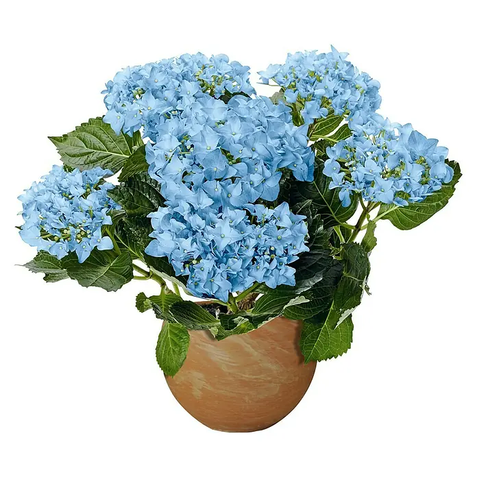 Pflanztopf Luna - Außenmaß (Ø x H): 26 x 19,1 cm, Naturmaterialien, Terracotta