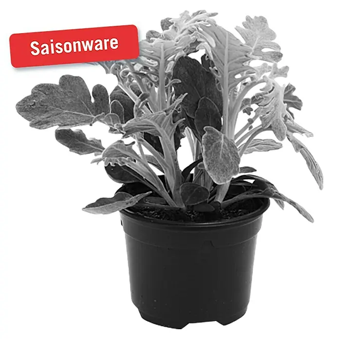 Piardino Silberblatt - Senecio bicolor, Topfgröße: 9 cm - Vorderansicht
